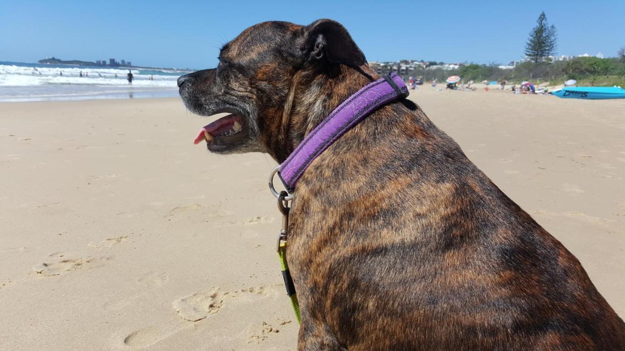 Breeze Mooloolaba, Ascend Hotel Collection Exteriör bild A dog wearing a dog collar
